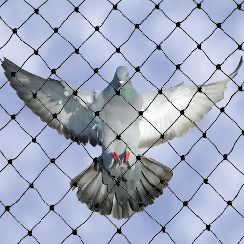 Bird Netting Service in Vizag (Visakhapatnam)