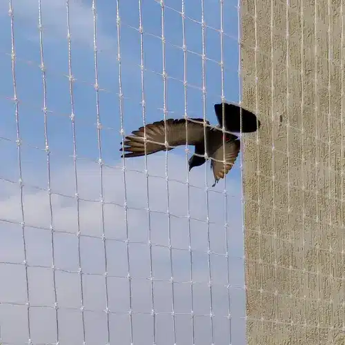 Pigeon Netting Service in Vijayawada and Guntur