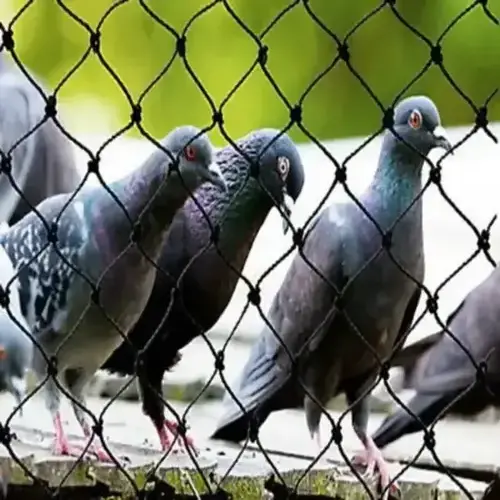 Pigeon Safety Nets - Hemasri Safety Solutions